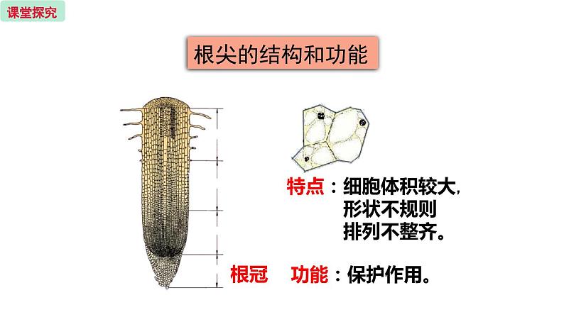 5.2 植物根的生长  （课件）苏教版生物七年级上册08