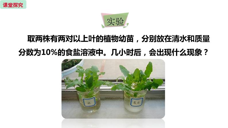 5.3 植物生长需要水和无机盐  （课件）苏教版生物七年级上册第6页