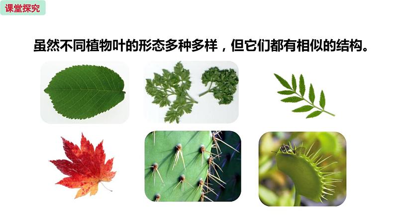 6.2 植物光合作用的场所 （课件）苏教版生物七年级上册04