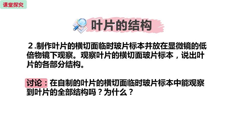 6.2 植物光合作用的场所 （课件）苏教版生物七年级上册06