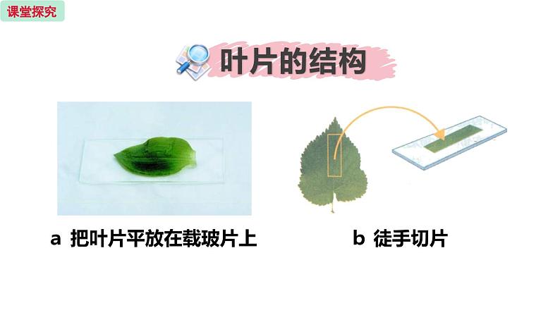 6.2 植物光合作用的场所 （课件）苏教版生物七年级上册07