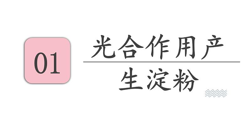 6.3 植物光合作用的实质 （课件）苏教版生物七年级上册第3页