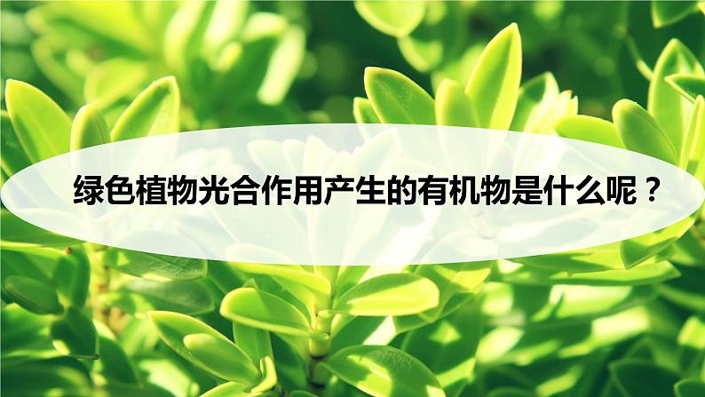 6.3 植物光合作用的实质 （课件）苏教版生物七年级上册第4页