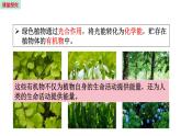 7.1 绿色植物是食物之源  （课件）苏教版生物七年级上册