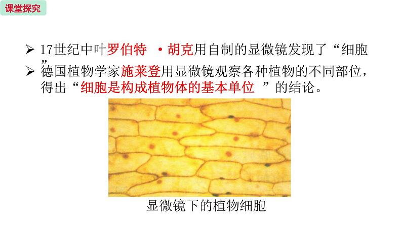 3.1 植物细胞的结构与功能 （课件）苏教版生物七年级上册04