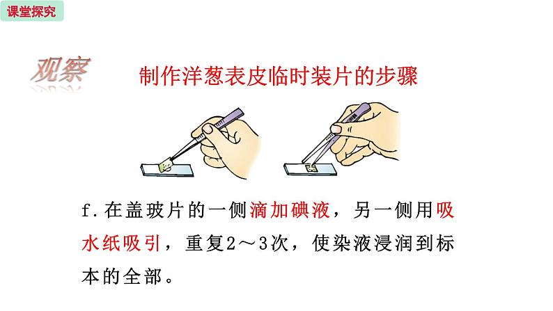 3.1 植物细胞的结构与功能 （课件）苏教版生物七年级上册08