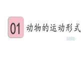 17.1 动物运动的形式和能量供应 （课件）苏教版生物八年级上册