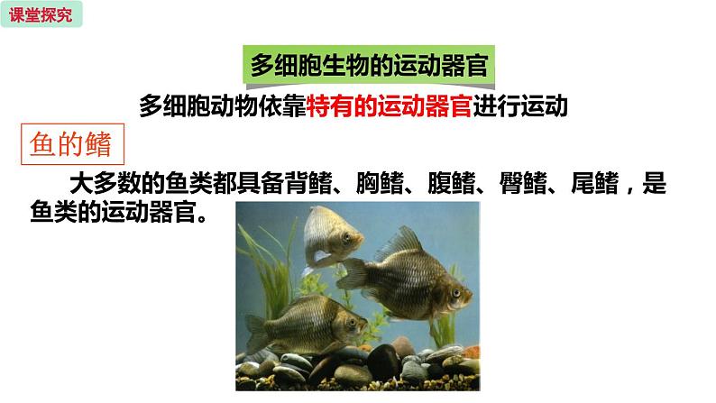 17.2 动物的运动依赖于一定的结构 （课件）苏教版生物八年级上册04