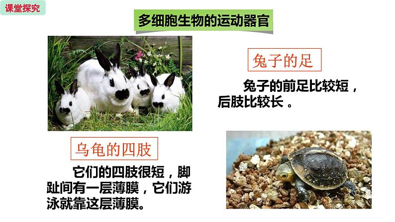 17.2 动物的运动依赖于一定的结构 （课件）苏教版生物八年级上册08