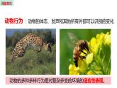 18.1 动物行为的主要类型 （课件）苏教版生物八年级上册