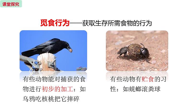 18.1 动物行为的主要类型 （课件）苏教版生物八年级上册07