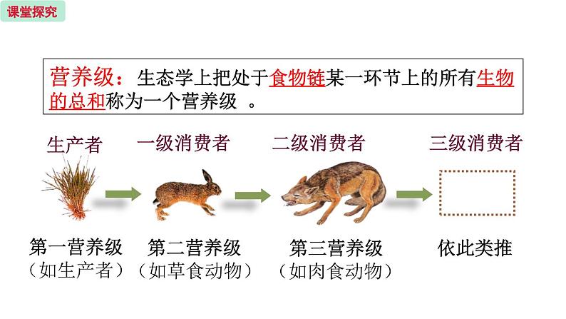 19.2 生态系统中的能量流动和物质循环 （课件）苏教版生物八年级上册04