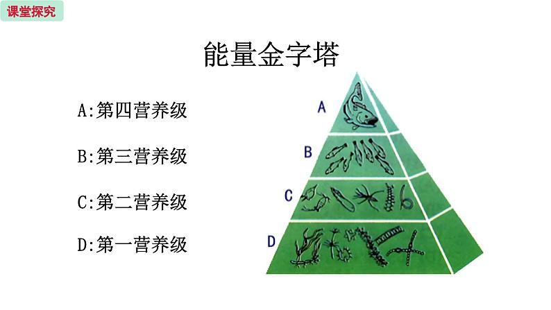 19.2 生态系统中的能量流动和物质循环 （课件）苏教版生物八年级上册05