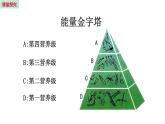 19.2 生态系统中的能量流动和物质循环 （课件）苏教版生物八年级上册