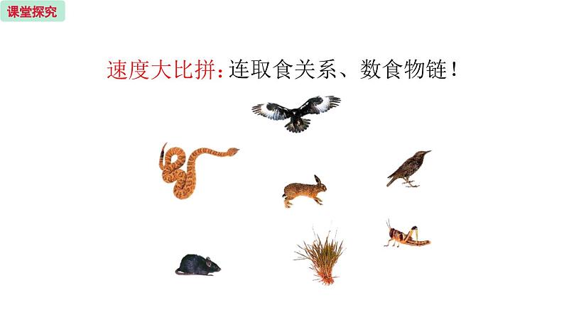 19.2 生态系统中的能量流动和物质循环 （课件）苏教版生物八年级上册06