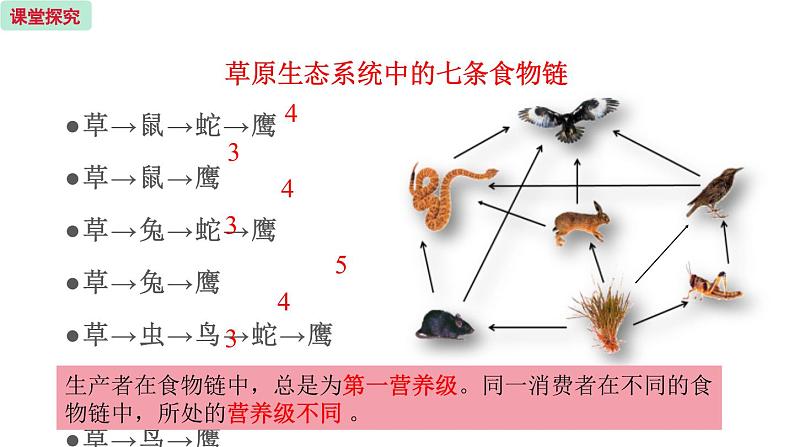 19.2 生态系统中的能量流动和物质循环 （课件）苏教版生物八年级上册07