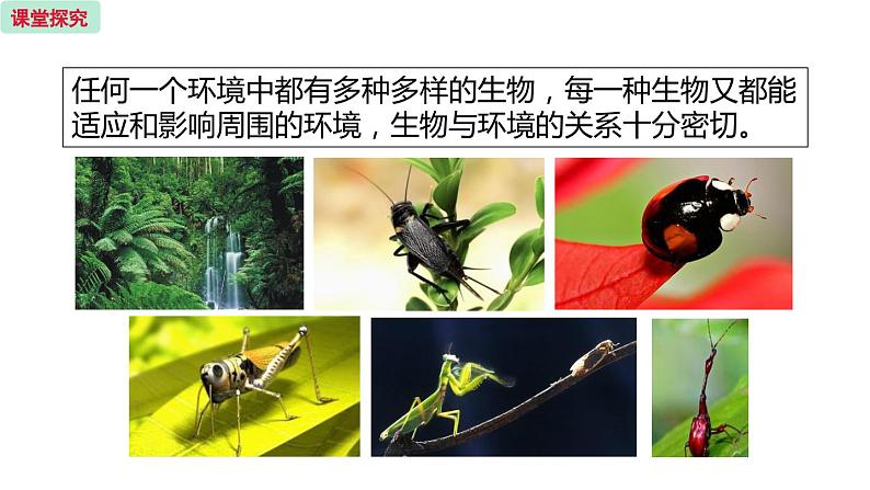 19.1 生态系统的组成 （课件）苏教版生物八年级上册04