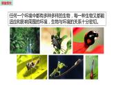 19.1 生态系统的组成 （课件）苏教版生物八年级上册