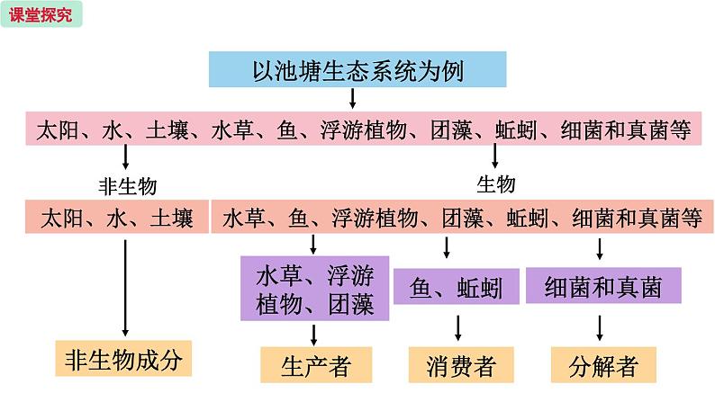 19.1 生态系统的组成 （课件）苏教版生物八年级上册07