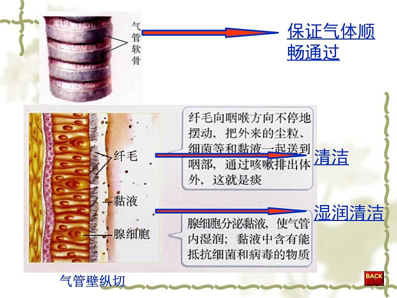 【期末复习课件】人教版七年级生物下学期第三章：人体的呼吸（复习课件）05