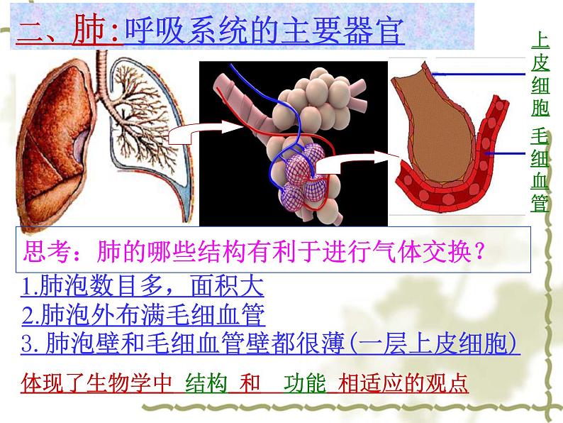 【期末复习课件】人教版七年级生物下学期第三章：人体的呼吸（复习课件）08