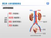 【期末复习课件】人教版七年级生物下学期第五章：人体内废物的排出（复习课件）