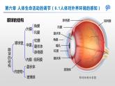 【期末复习课件】人教版七年级生物下学期第六章：人体生命活动的调节（复习课件）