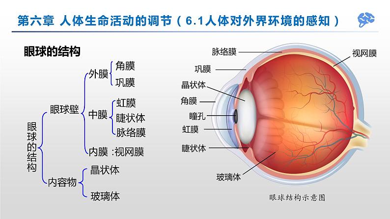 【期末复习课件】人教版七年级生物下学期第六章：人体生命活动的调节（复习课件）第3页