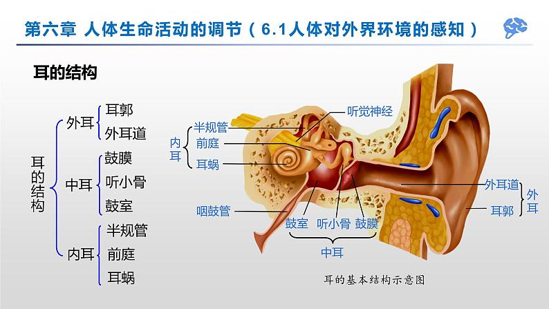 【期末复习课件】人教版七年级生物下学期第六章：人体生命活动的调节（复习课件）第7页