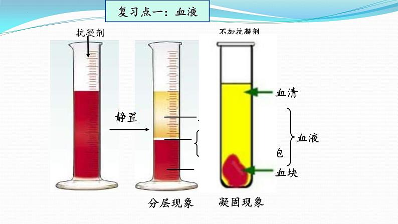 【期末复习课件】人教版七年级生物下学期第四章：人体内物质的运输（复习课件）第3页