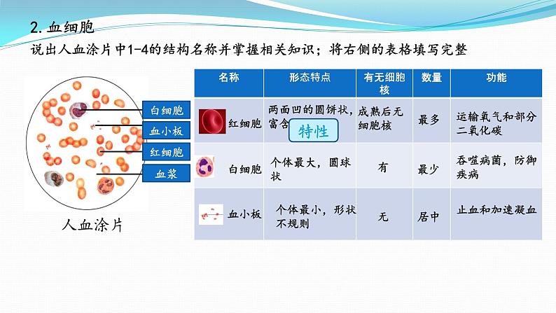 【期末复习课件】人教版七年级生物下学期第四章：人体内物质的运输（复习课件）第5页