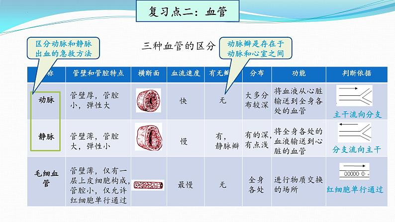 【期末复习课件】人教版七年级生物下学期第四章：人体内物质的运输（复习课件）第7页