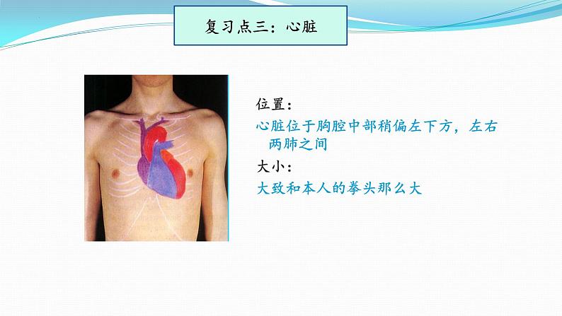 【期末复习课件】人教版七年级生物下学期第四章：人体内物质的运输（复习课件）第8页