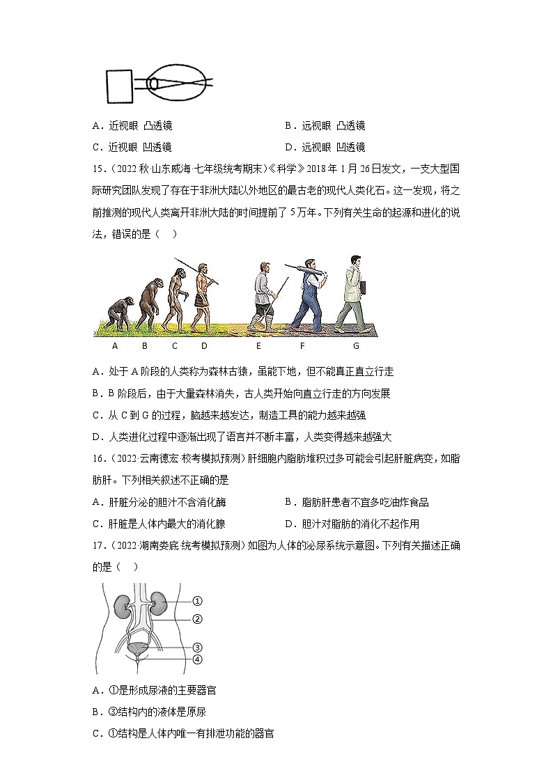 【期末模拟试卷】人教版七年级生物下学期期末知识梳理+冲刺卷03（原卷版+解析版）03