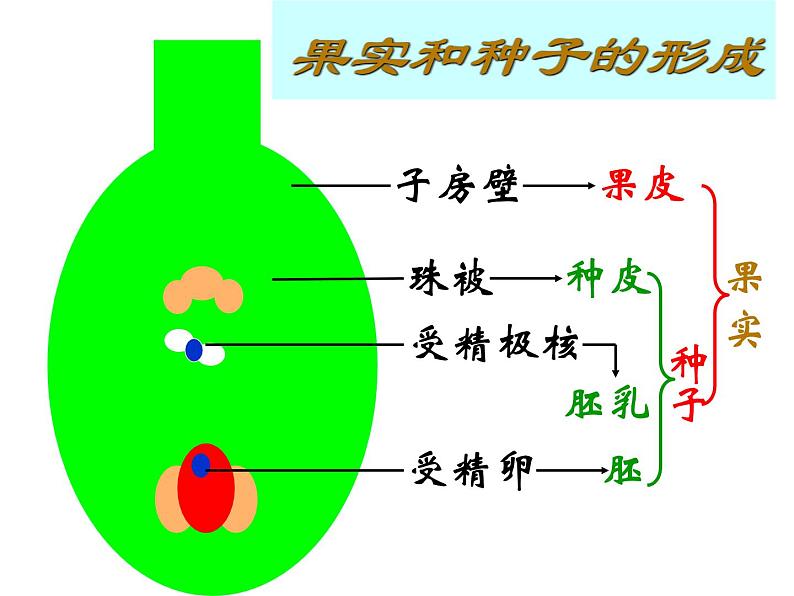 【期末复习课件】人教版八年级生物下学期八下期末总复习课件04