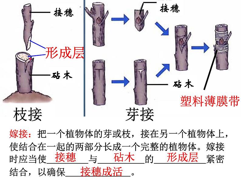 【期末复习课件】人教版八年级生物下学期八下期末总复习课件07