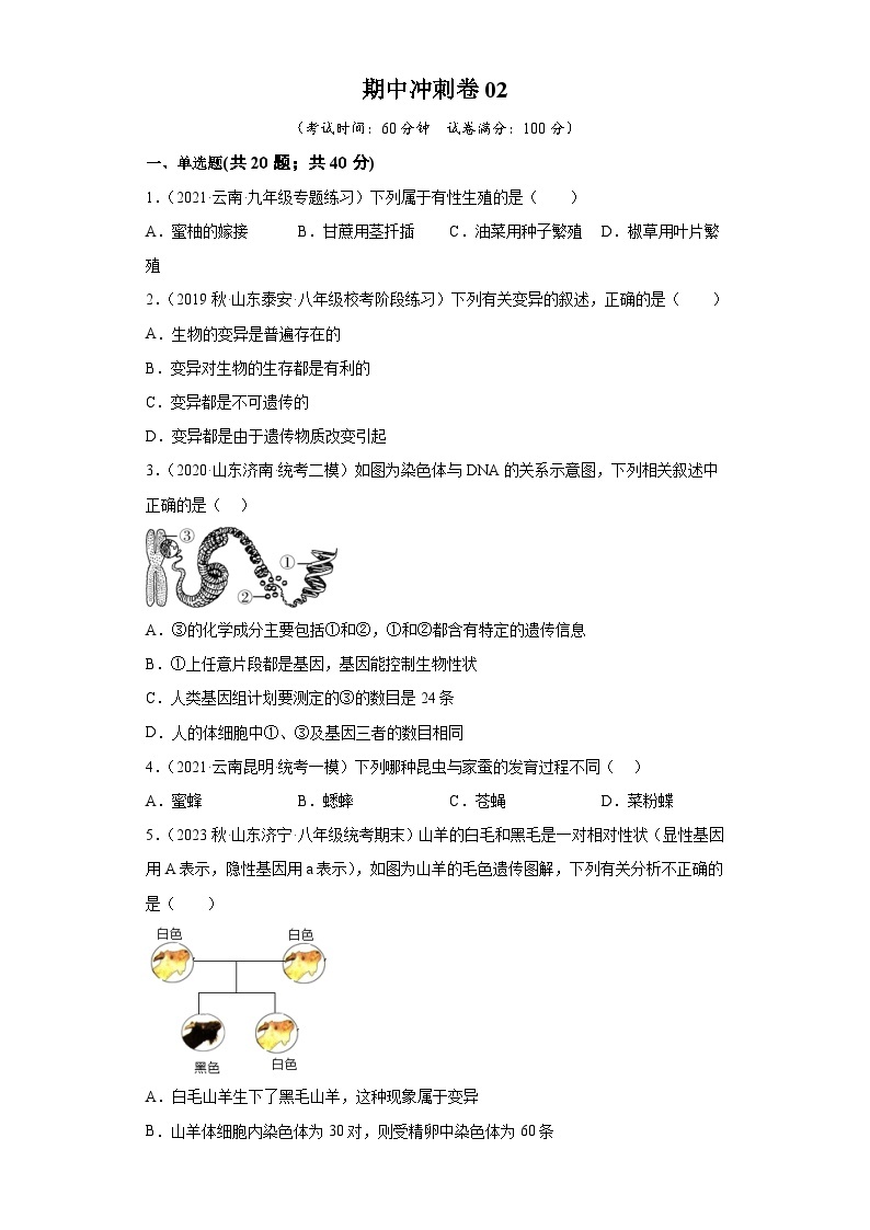 期中卷02-2022-2023学年八年级生物下学期期中期末复习知识梳理+冲刺卷（人教版）01