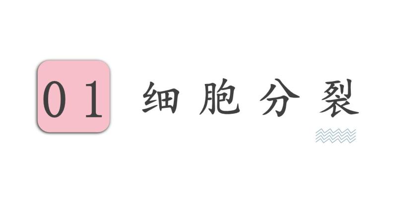 3.3 细胞分裂与分化 （课件）苏教版生物七年级上册03