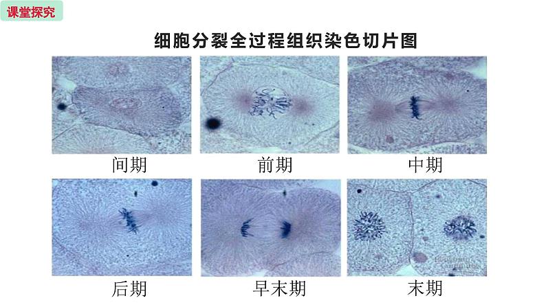 3.3 细胞分裂与分化 （课件）苏教版生物七年级上册04