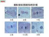 3.3 细胞分裂与分化 （课件）苏教版生物七年级上册