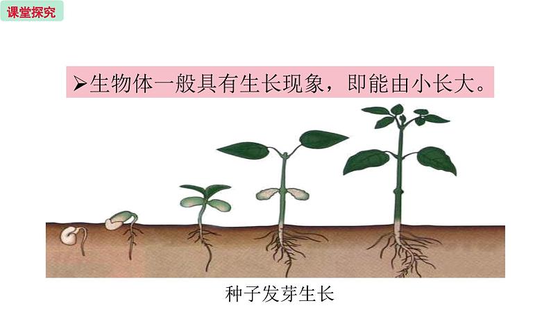 3.3 细胞分裂与分化 （课件）苏教版生物七年级上册05