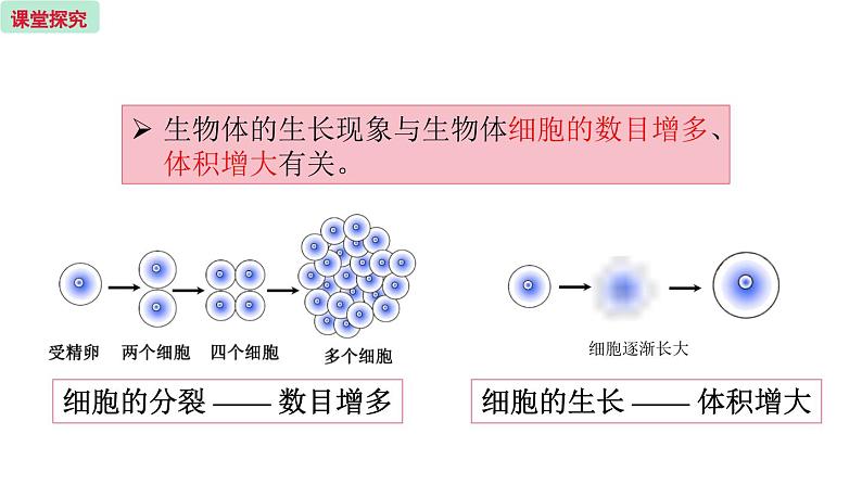 3.3 细胞分裂与分化 （课件）苏教版生物七年级上册06