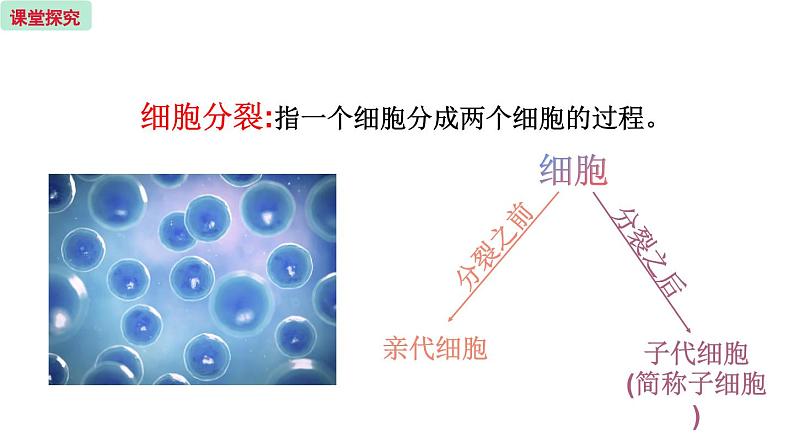 3.3 细胞分裂与分化 （课件）苏教版生物七年级上册07