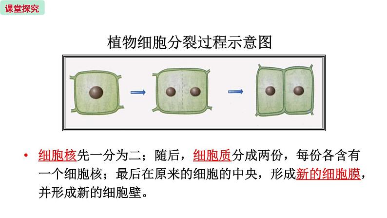 3.3 细胞分裂与分化 （课件）苏教版生物七年级上册08