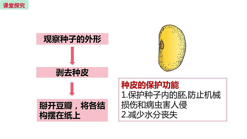 5.1 植物种子的萌芽  （课件）苏教版生物七年级上册06