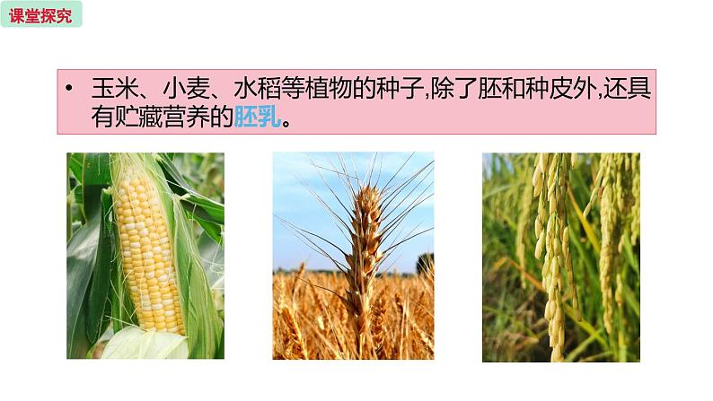 5.1 植物种子的萌芽  （课件）苏教版生物七年级上册08