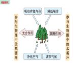 7.3 绿化，我们的共同行动  （课件）苏教版生物七年级上册