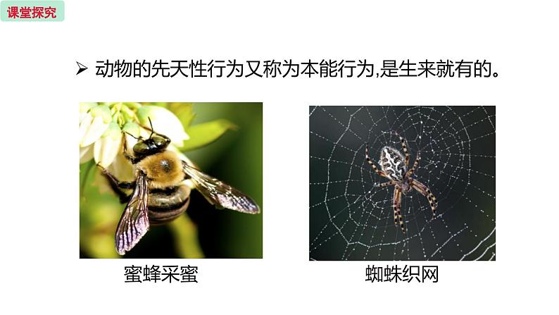 18.2 动物行为的生理依据 （课件）苏教版生物八年级上册06