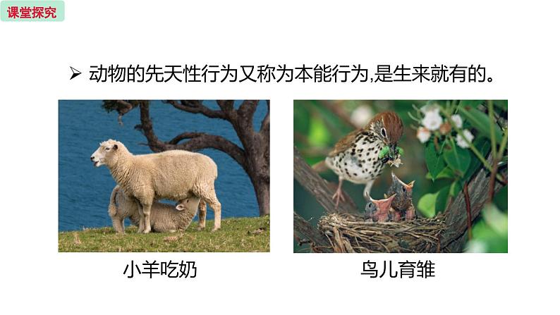 18.2 动物行为的生理依据 （课件）苏教版生物八年级上册07