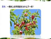 北师大版八年级生物上册课件 6.20.5 遗传与环境